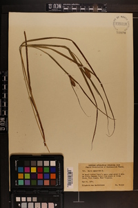 Carex squarrosa image