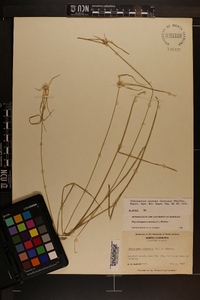 Rhynchospora colorata image