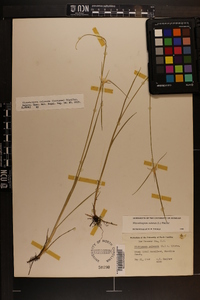Rhynchospora colorata image