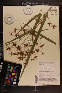 Rhynchospora corniculata image