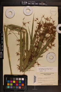 Rhynchospora corniculata image