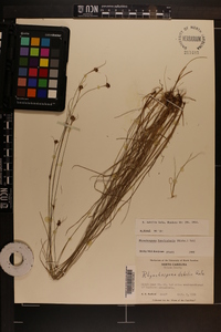 Rhynchospora debilis image