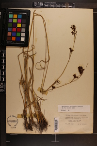 Rhynchospora elliottii image