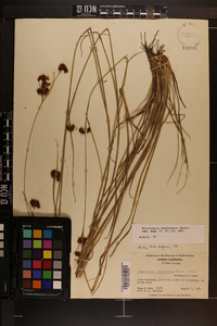 Rhynchospora fascicularis image