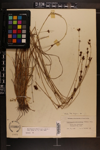 Rhynchospora fascicularis image