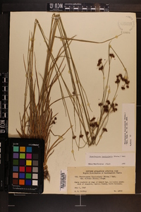Rhynchospora fascicularis image