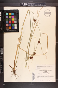 Rhynchospora cephalantha image