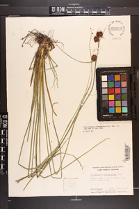 Rhynchospora cephalantha image