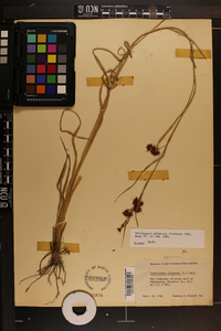 Rhynchospora glomerata image