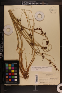 Rhynchospora glomerata image