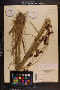 Rhynchospora glomerata image