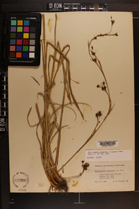 Rhynchospora glomerata image