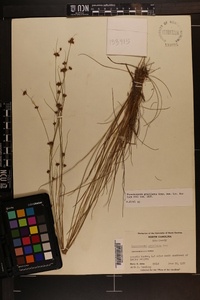 Rhynchospora gracilenta image