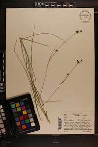 Rhynchospora harveyi image