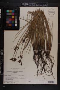 Fimbristylis castanea image