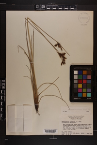 Fimbristylis castanea image