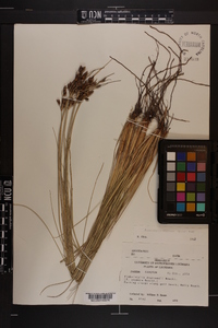 Fimbristylis castanea image