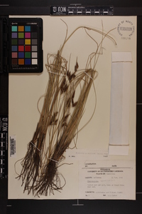 Fimbristylis castanea image