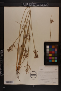 Fimbristylis castanea image