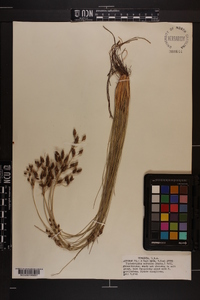 Fimbristylis castanea image