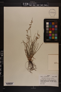 Fimbristylis decipiens image