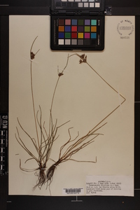 Fimbristylis dichotoma image