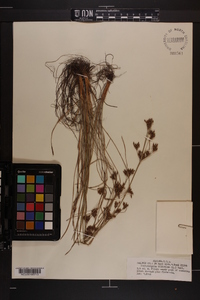 Fimbristylis dichotoma image