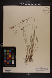 Fimbristylis dichotoma image