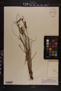 Fimbristylis dichotoma image