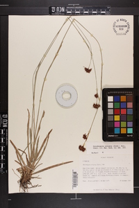 Rhynchospora ciliaris image