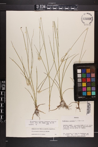 Rhynchospora colorata image