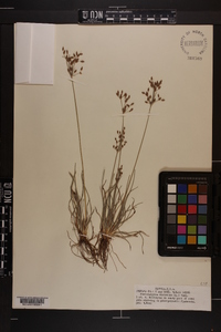 Fimbristylis dichotoma image