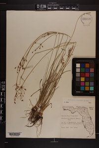 Fimbristylis dichotoma image