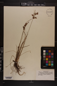 Fimbristylis dichotoma image