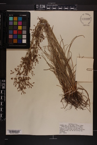 Fimbristylis dichotoma image