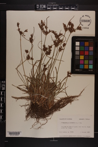 Fimbristylis dichotoma image