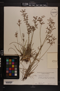 Fimbristylis dichotoma image