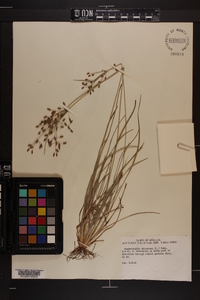 Fimbristylis dichotoma image