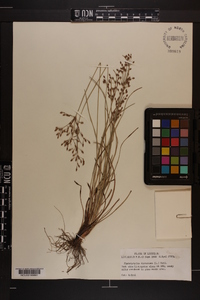 Fimbristylis dichotoma image