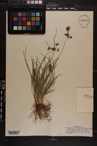 Fimbristylis dichotoma image