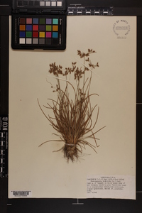 Fimbristylis dichotoma image