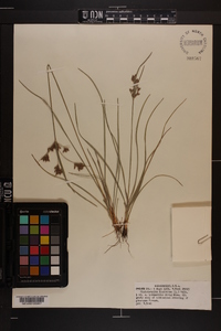 Fimbristylis dichotoma image