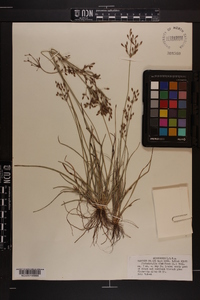 Fimbristylis dichotoma image