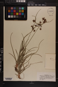 Fimbristylis dichotoma image