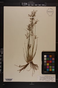 Fimbristylis miliacea image