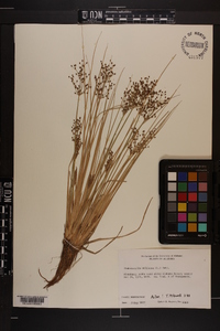 Fimbristylis miliacea image