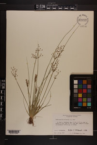 Fimbristylis miliacea image