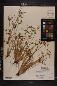 Fimbristylis miliacea image