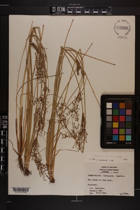 Fimbristylis miliacea image