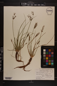 Fimbristylis miliacea image